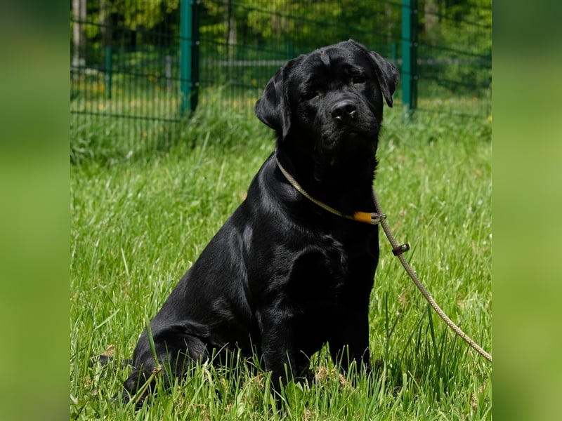 Labrador Deckrüde Schwarz