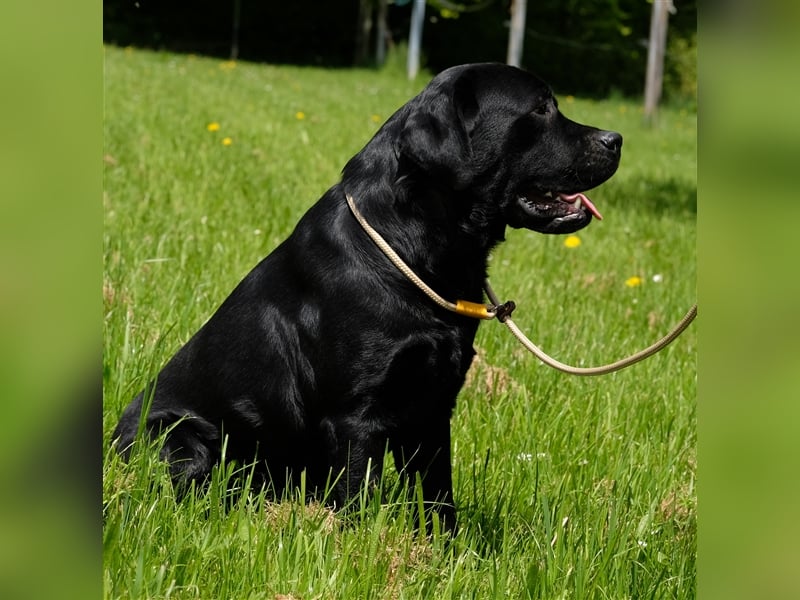 Labrador Deckrüde Schwarz