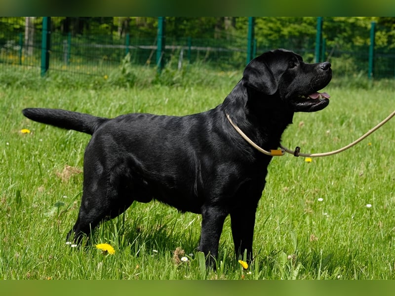Labrador Deckrüde Schwarz