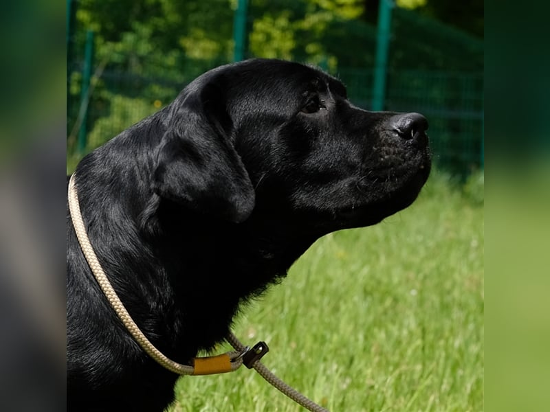 Labrador Deckrüde Schwarz