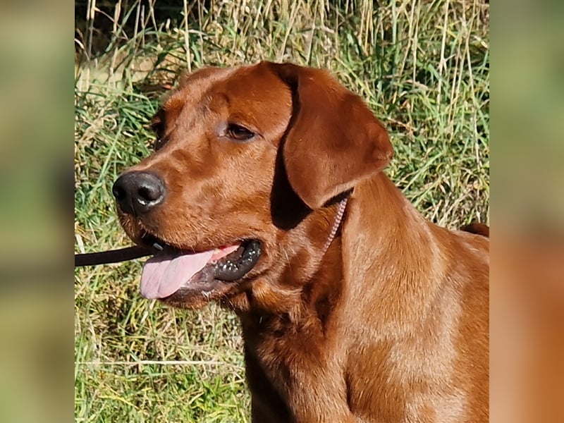 Labrador Deckrüde Foxred