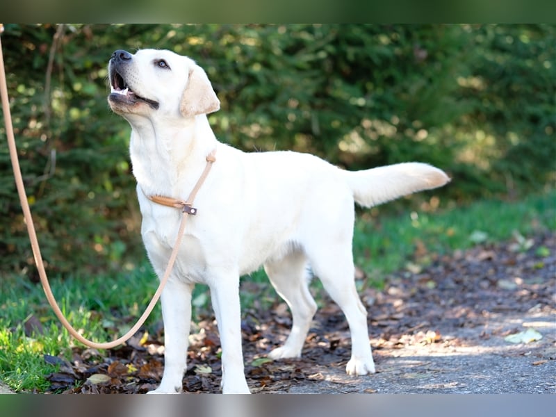 Labrador Deckrüde Gelb