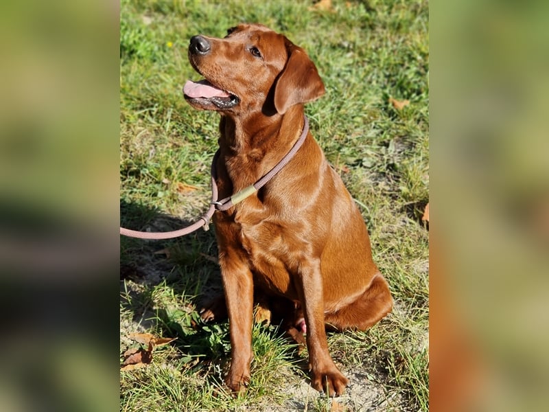 Labrador Deckrüde Foxred