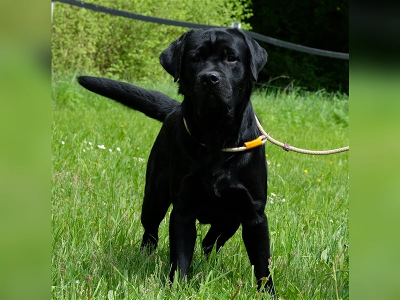 Labrador Deckrüde Schwarz