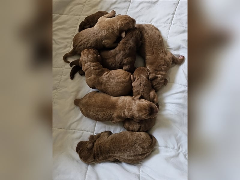 Labrador Deckrüde Foxred