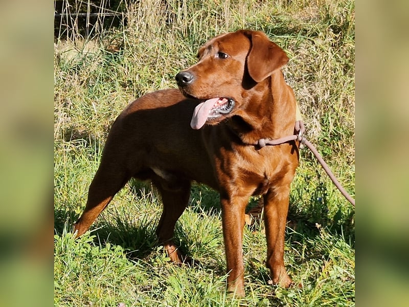Labrador Deckrüde Foxred
