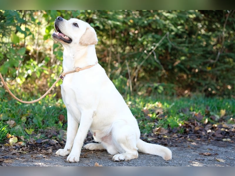 Labrador Deckrüde Gelb