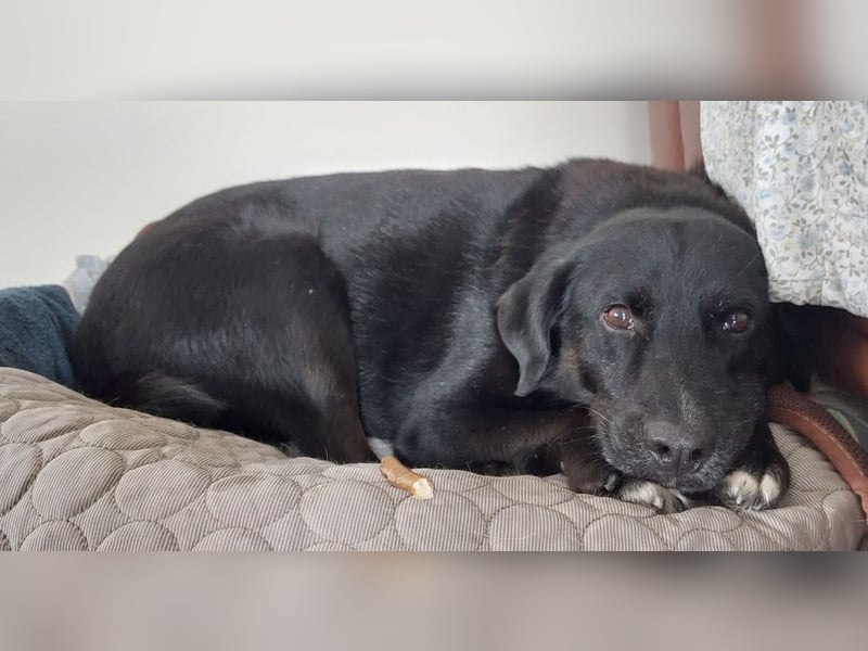 Ollie - wartet auf einfühlsame Menschen