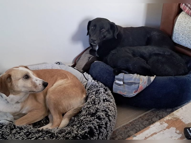 Ollie - wartet auf einfühlsame Menschen