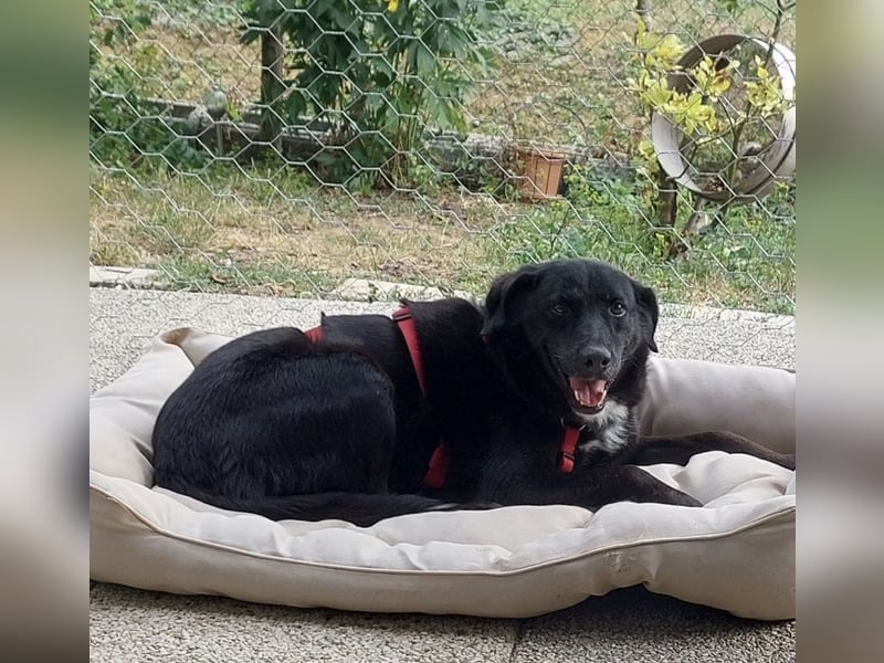 Ollie - wartet auf einfühlsame Menschen