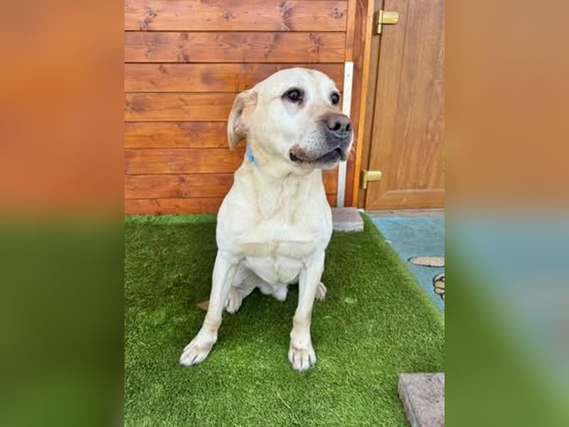 Yogurt-freundlich, sozial