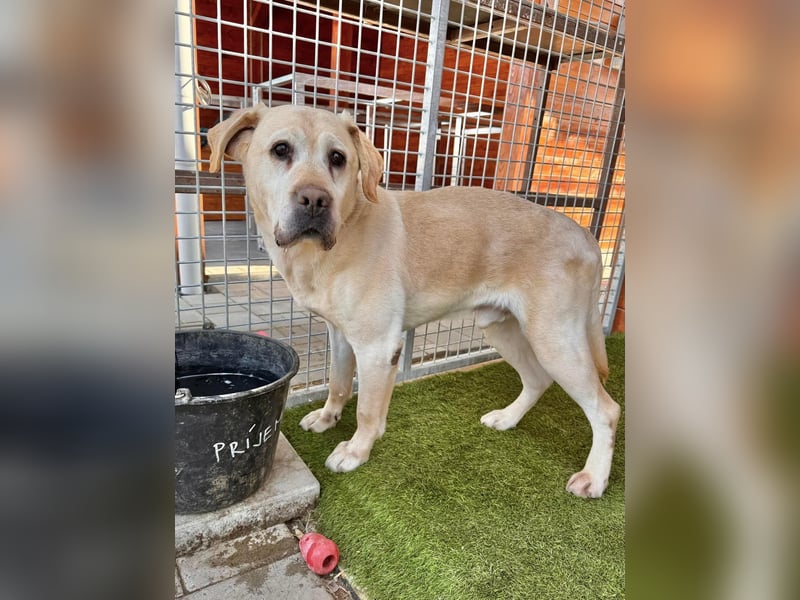 Yogurt-freundlich, sozial