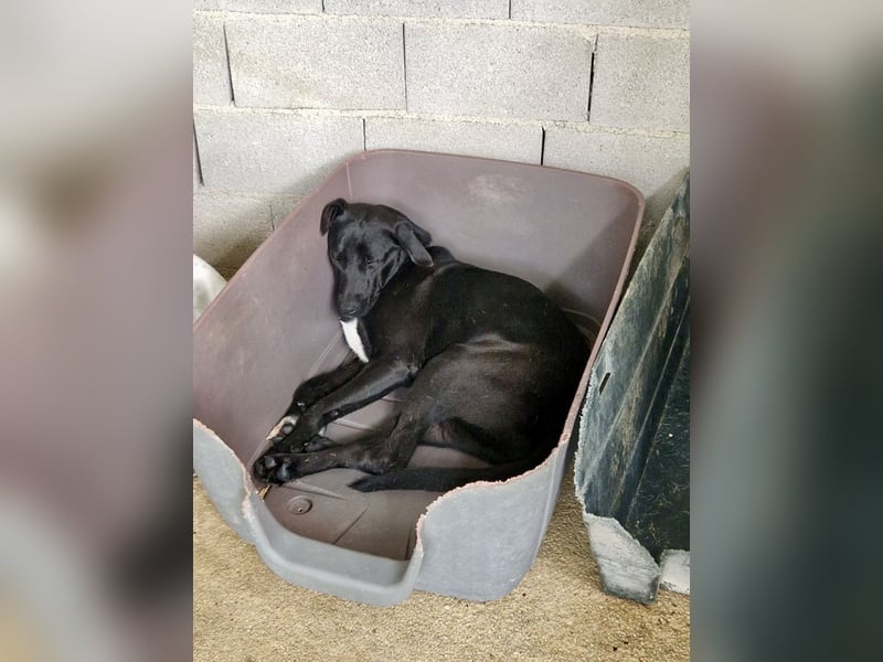Sanfte Seele SHARKIE ( ca. 2 Jahre) sucht eine Familie!