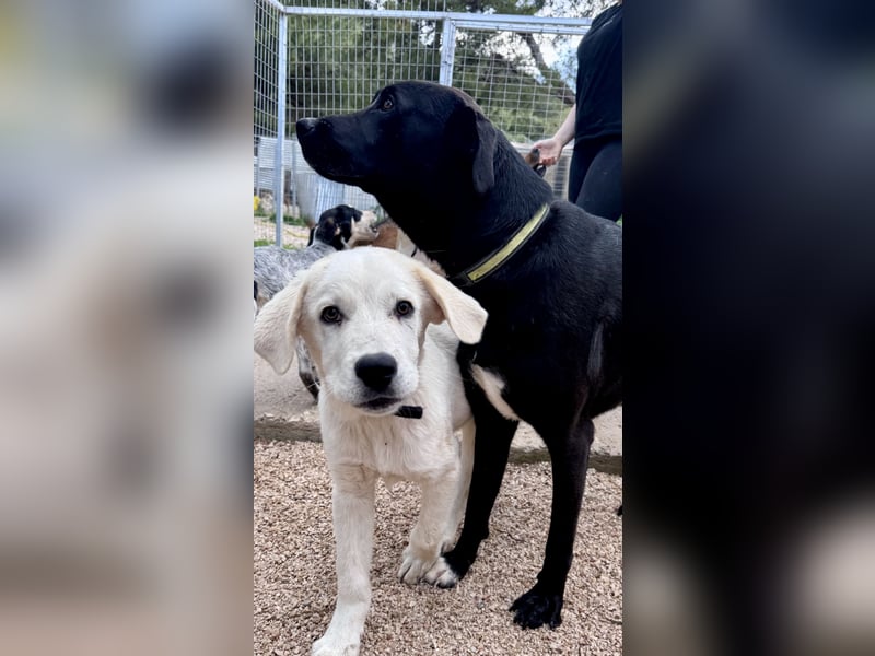 Sanfte Seele SHARKIE ( ca. 2 Jahre) sucht eine Familie!