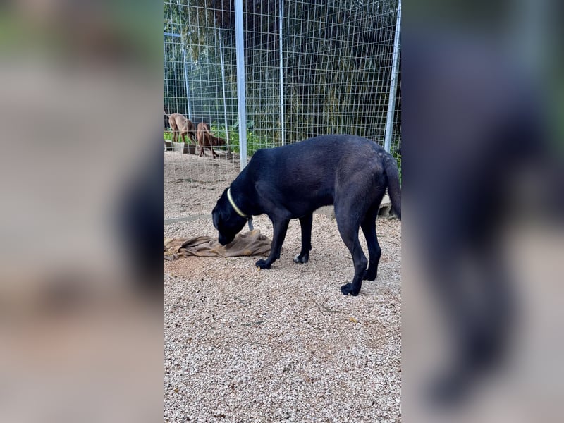 Sanfte Seele SHARKIE ( ca. 2 Jahre) sucht eine Familie!