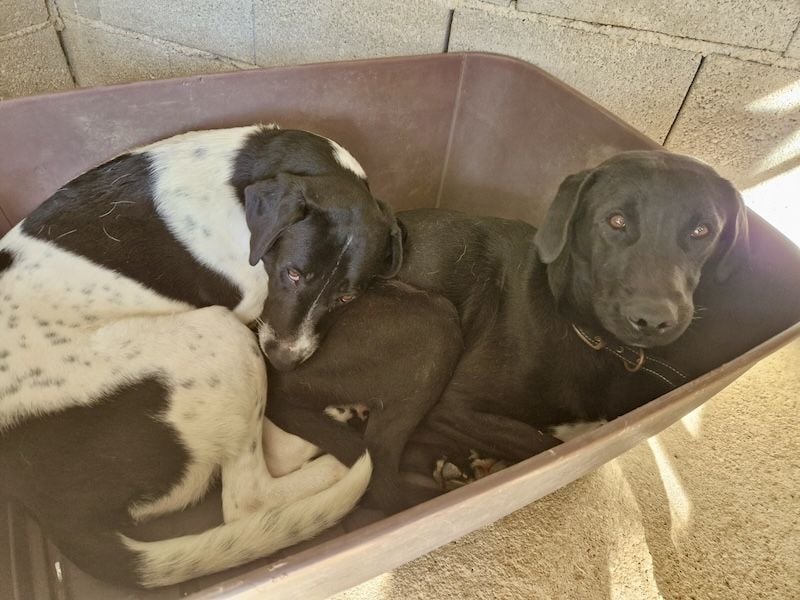 Sanfte Seele SHARKIE ( ca. 2 Jahre) sucht eine Familie!