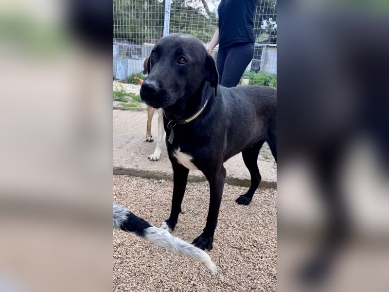 Sanfte Seele SHARKIE ( ca. 2 Jahre) sucht eine Familie!