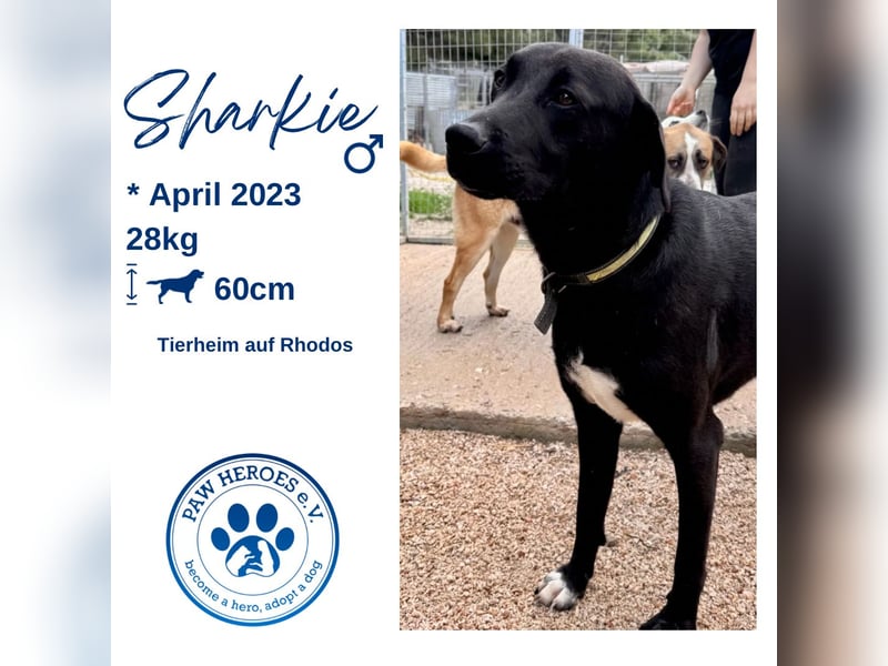 Sanfte Seele SHARKIE ( ca. 2 Jahre) sucht eine Familie!