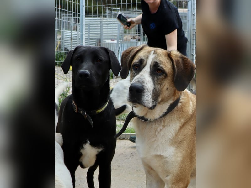 Sanfte Seele SHARKIE ( ca. 2 Jahre) sucht eine Familie!