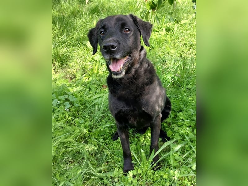 Gustav: rüstiger Rentner sucht Gnadenbrot!