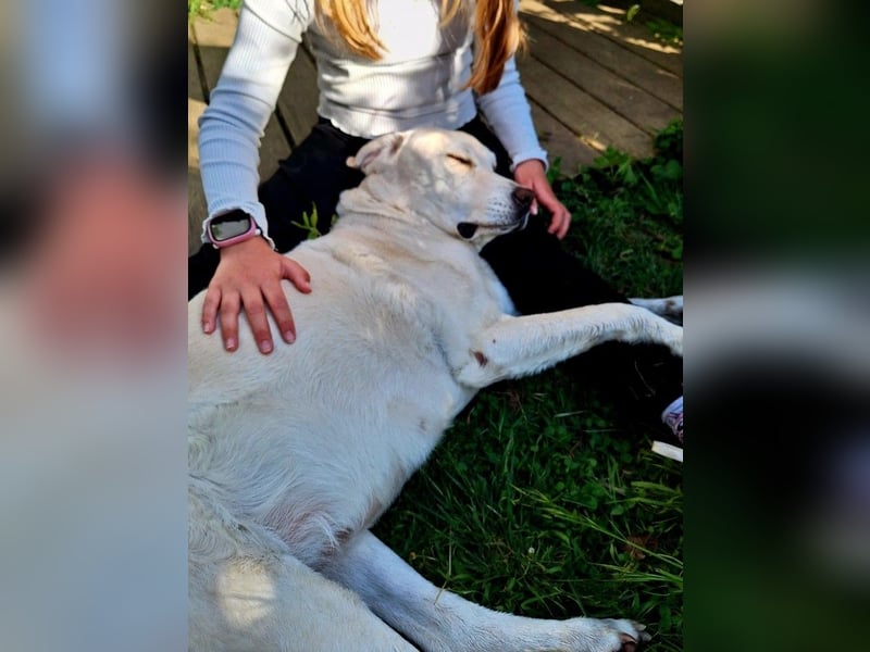 ZUHAUSE GESUCHT FÜR LAYLA, Pflegestelle in Florstadt