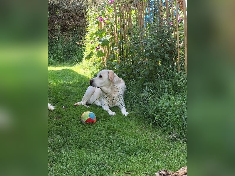 ZUHAUSE GESUCHT FÜR LAYLA, Pflegestelle in Florstadt