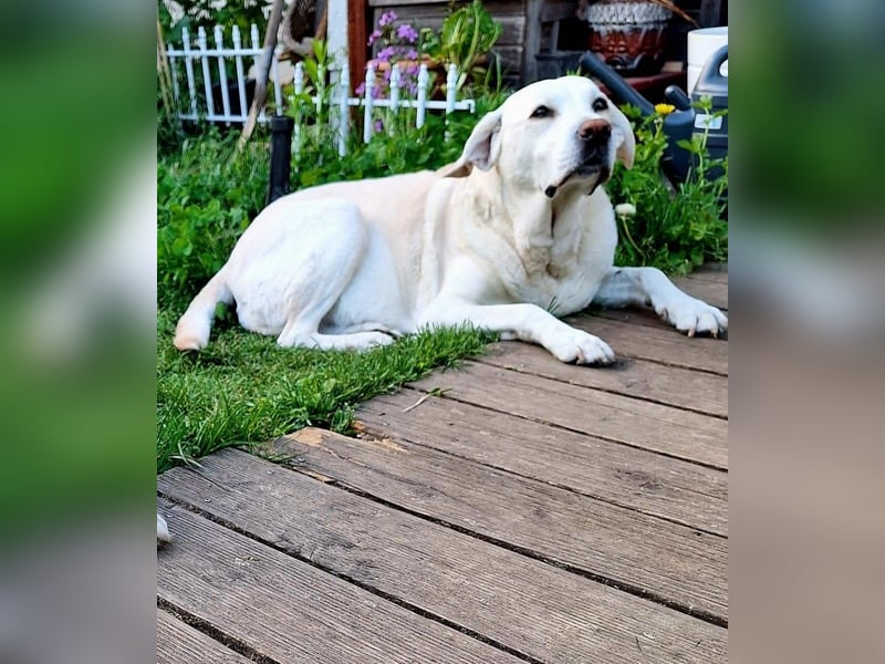 ZUHAUSE GESUCHT FÜR LAYLA, Pflegestelle in Florstadt