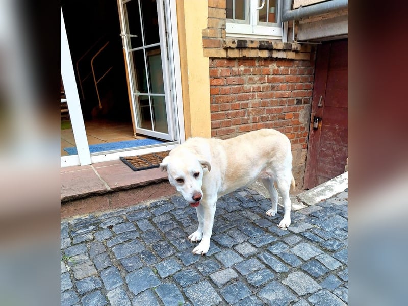 ZUHAUSE GESUCHT FÜR LAYLA, Pflegestelle in Florstadt