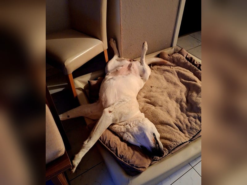 ZUHAUSE GESUCHT FÜR LAYLA, Pflegestelle in Florstadt