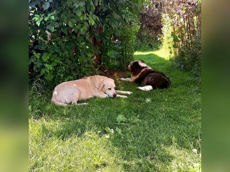 ZUHAUSE GESUCHT FÜR LAYLA, Pflegestelle in Florstadt