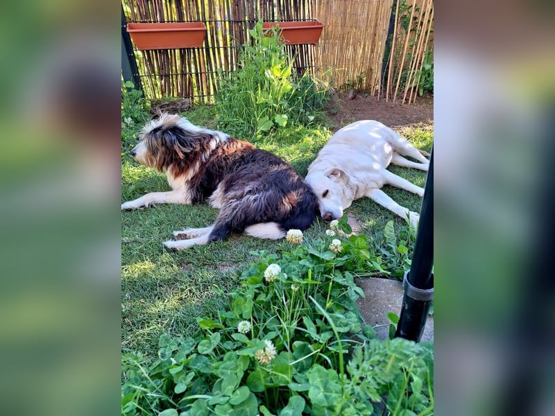 ZUHAUSE GESUCHT FÜR LAYLA, Pflegestelle in Florstadt