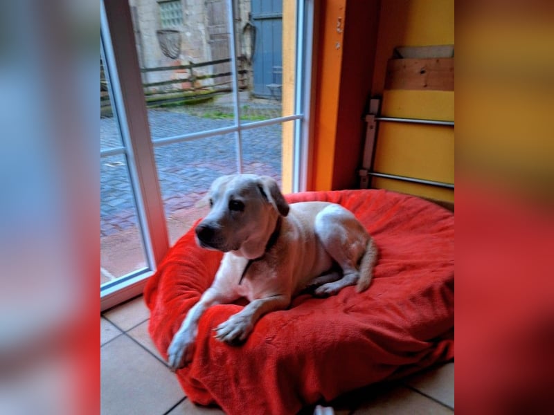 ZUHAUSE GESUCHT FÜR LAYLA, Pflegestelle in Florstadt