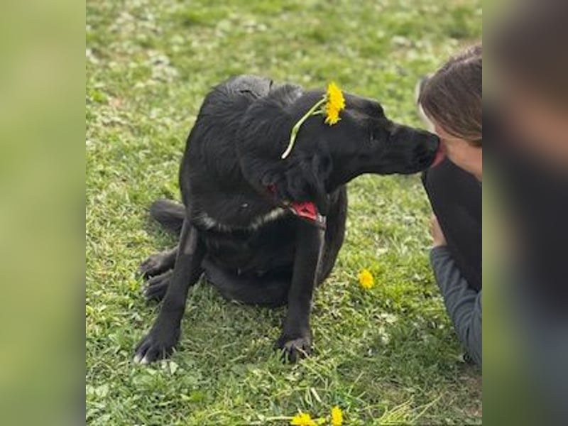 Sehr nette Labradormischlingsdame Linda sucht ein liebes Zuhause