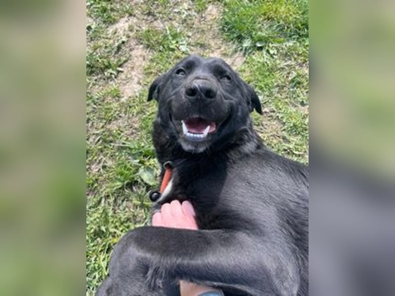Sehr nette Labradormischlingsdame Linda sucht ein liebes Zuhause