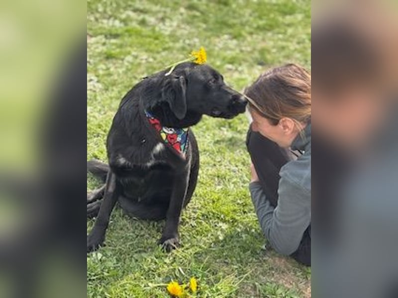 Sehr nette Labradormischlingsdame Linda sucht ein liebes Zuhause