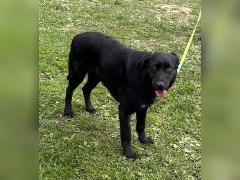 Sehr nette Labradormischlingsdame Linda sucht ein liebes Zuhause