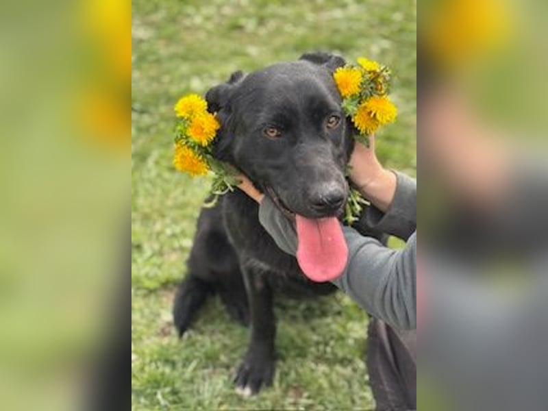 Sehr nette Labradormischlingsdame Linda sucht ein liebes Zuhause