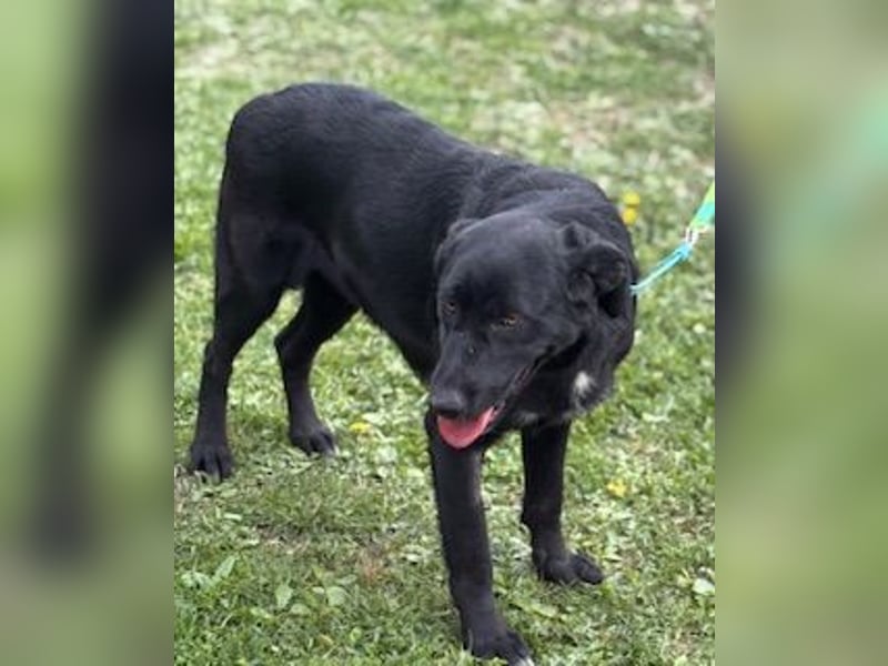 Sehr nette Labradormischlingsdame Linda sucht ein liebes Zuhause