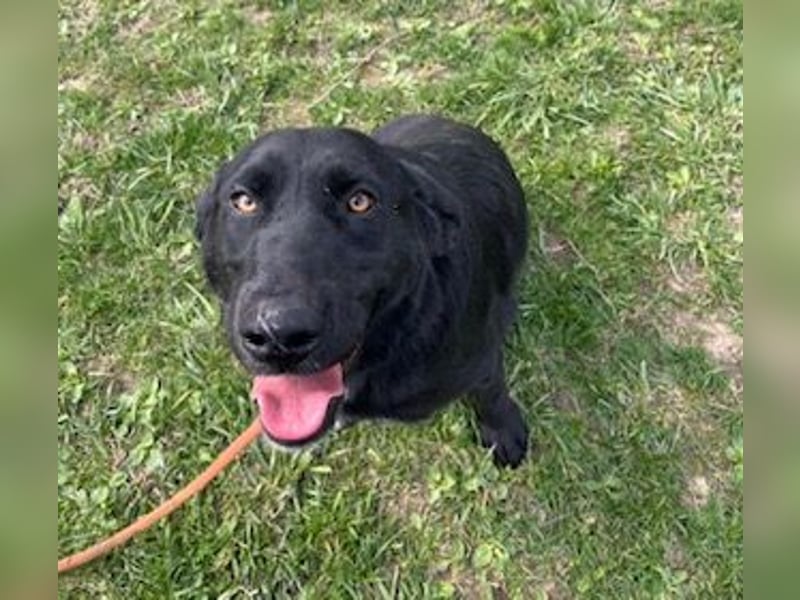 Sehr nette Labradormischlingsdame Linda sucht ein liebes Zuhause