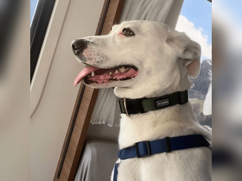 Nola - DRINGEND - Nola sucht bis 04.01. ein Zuhause oder eine Pflegestelle!