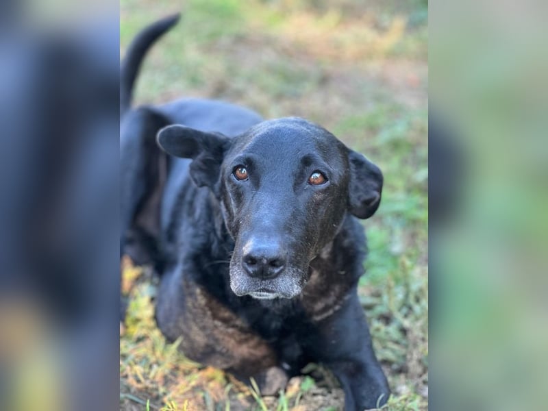 Seb - Wunschzettel für den perfekten Familienhund: 10 von 10 Punkten