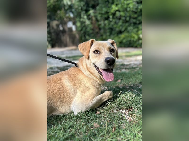 Tyler - fröhlicher Labrador auf Entdeckungstour