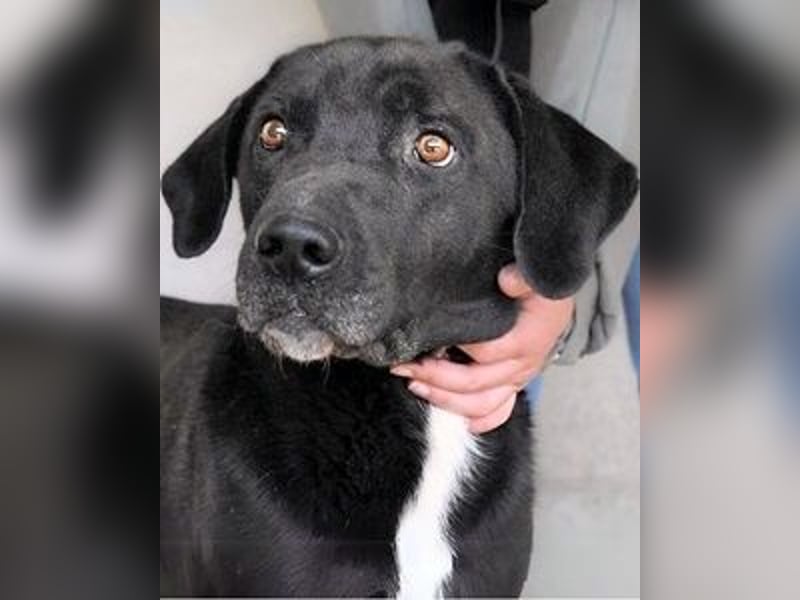 Norgen - Potential zum Traumhund