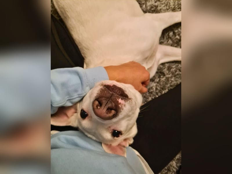 Nola - DRINGEND - Nola sucht bis 04.01. ein Zuhause oder eine Pflegestelle!