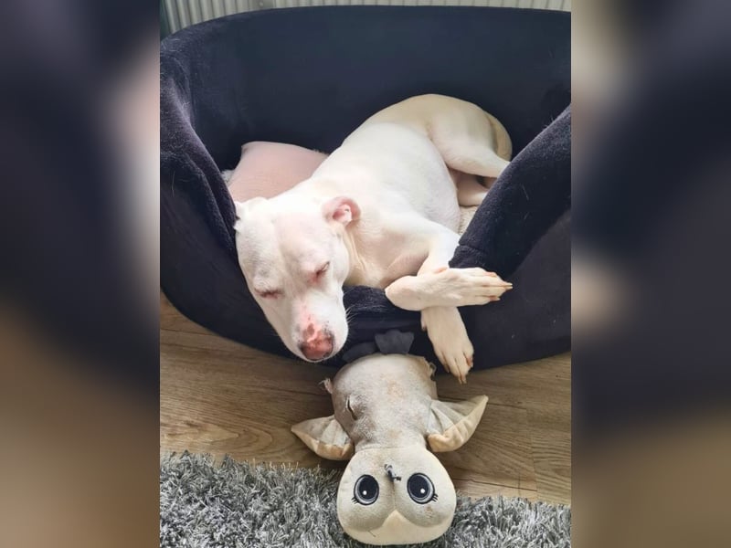 Nola - DRINGEND - Nola sucht bis 04.01. ein Zuhause oder eine Pflegestelle!