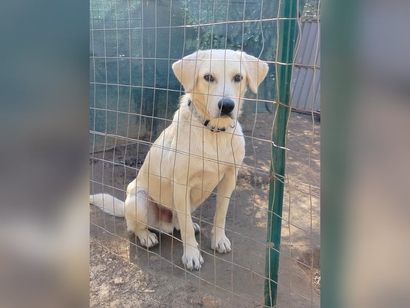 Johnny - der Sonnenschein auf vier Pfoten