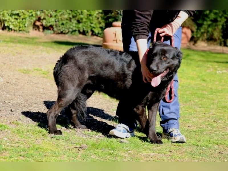 Jonatan - ist liebenswürdig zu Menschen