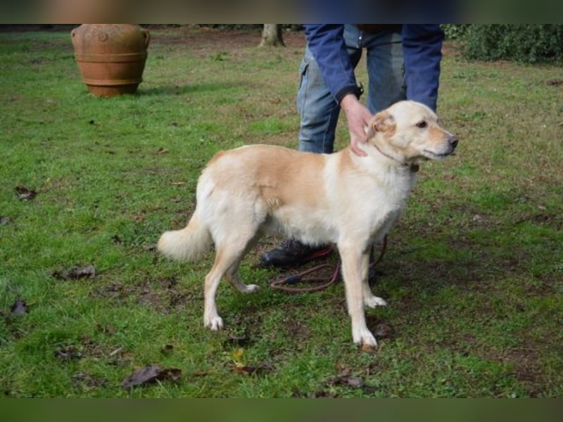 Dario - kam als Junghund in ein Canile