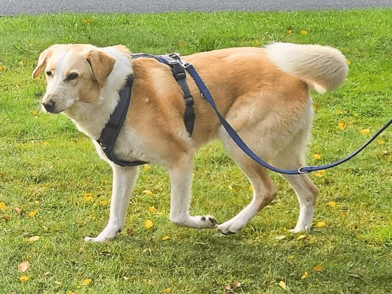 Teddy - Sechs Jahre Treue und nun soll er gehen