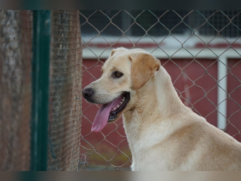 Tyler - fröhlicher Labrador auf Entdeckungstour
